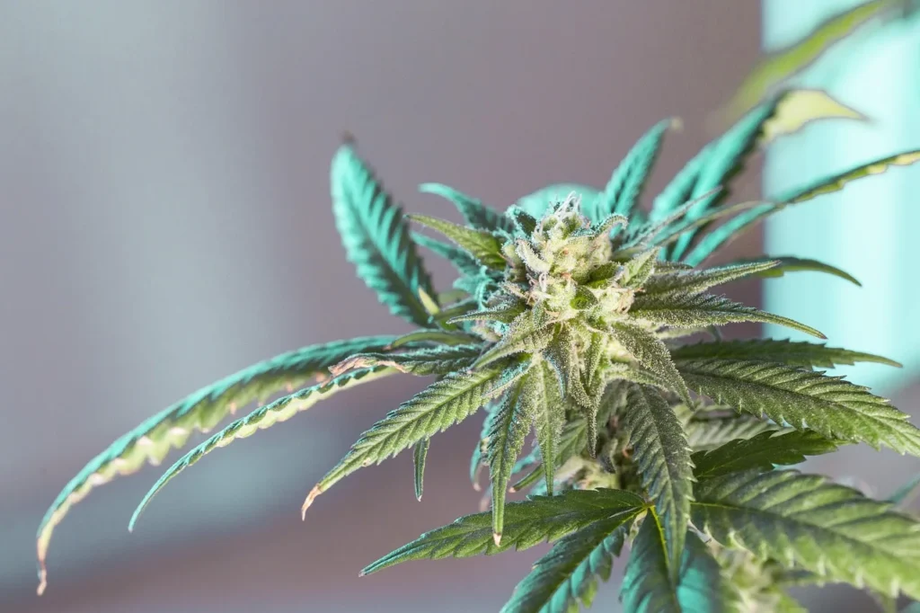 From Pooling to Profit: Financing Your Cannabis Testing Lab Without Breaking the Bank
